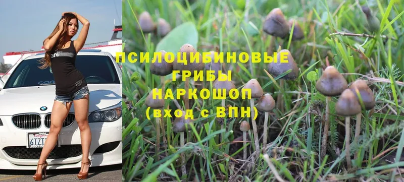 Галлюциногенные грибы Magic Shrooms  Никольское 